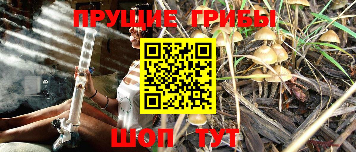 Псилоцибиновые грибы мицелий Юрга